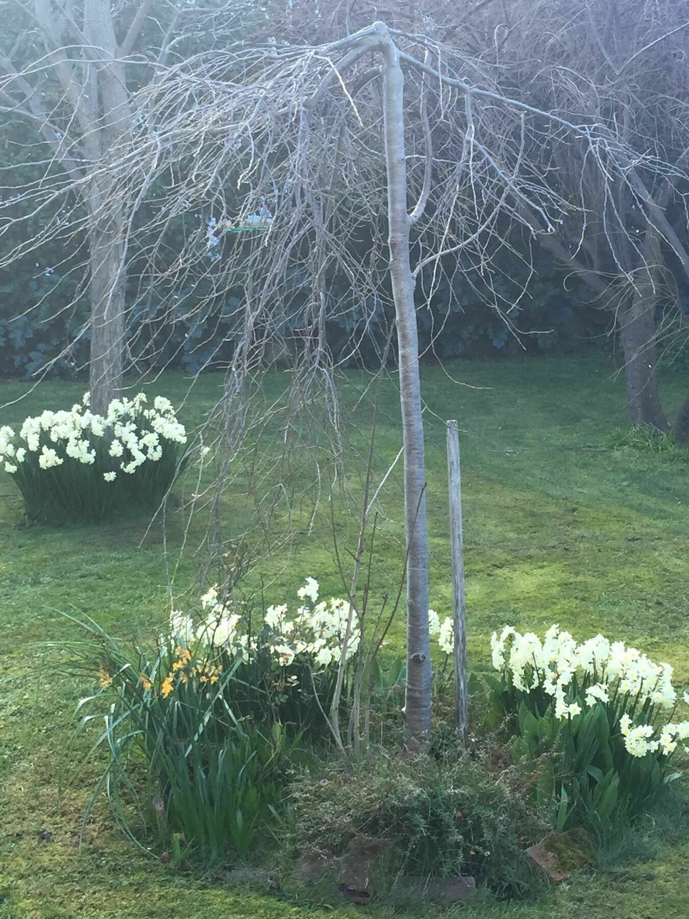 Clydesdale Manor Bed & Breakfast Hobart Eksteriør bilde